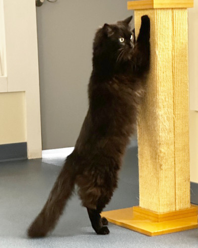 Monty, an adoptable Domestic Long Hair, Maine Coon in St. Johnsbury, VT, 05819 | Photo Image 2