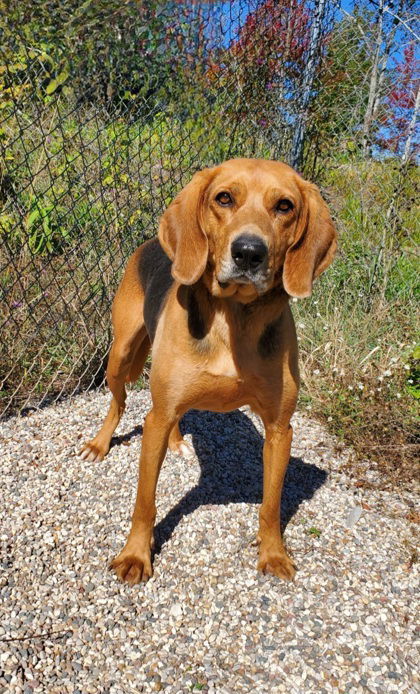 Roy (6436), an adoptable Hound in Lake City, MI, 49651 | Photo Image 1