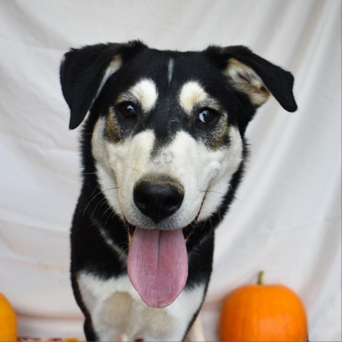 Max (Banksy), an adoptable Husky, Mixed Breed in Rifle, CO, 81650 | Photo Image 1