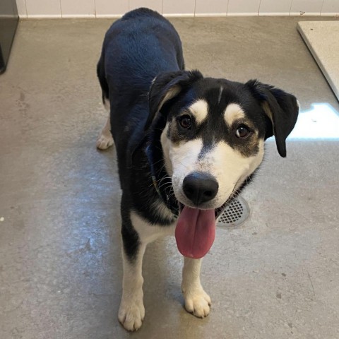 Max (Banksy), an adoptable Husky, Mixed Breed in Rifle, CO, 81650 | Photo Image 2