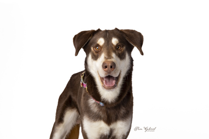 Sunny, an adoptable Siberian Husky, German Shepherd Dog in Rhinelander, WI, 54501 | Photo Image 1