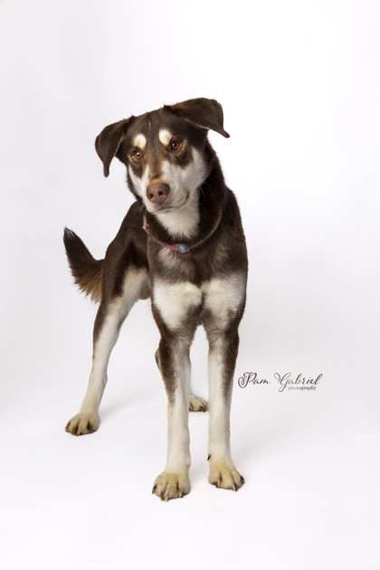 Sunny, an adoptable Siberian Husky, German Shepherd Dog in Rhinelander, WI, 54501 | Photo Image 2