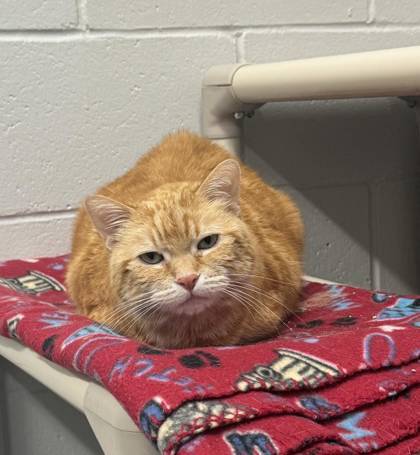 Kitty Baby, an adoptable Domestic Short Hair in Rhinelander, WI, 54501 | Photo Image 1