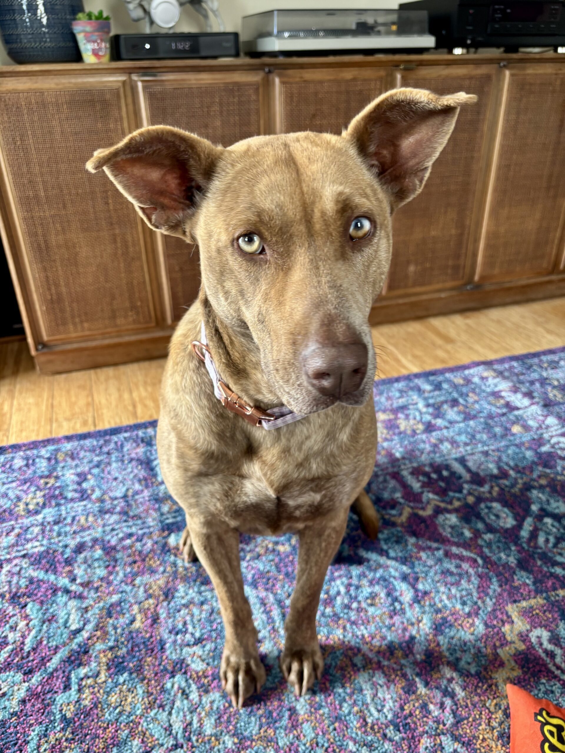 Andi