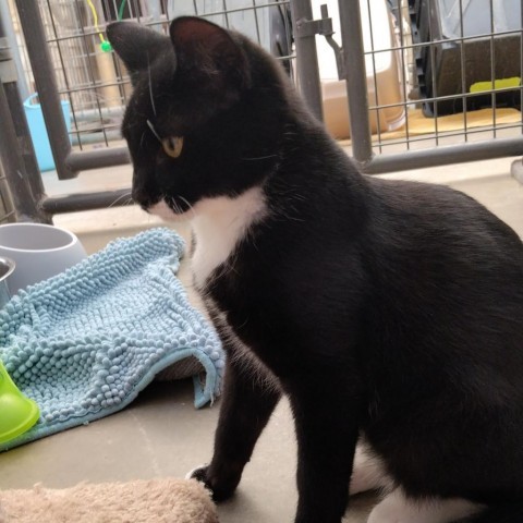 Nibbler, an adoptable Domestic Short Hair in Taos, NM, 87571 | Photo Image 3