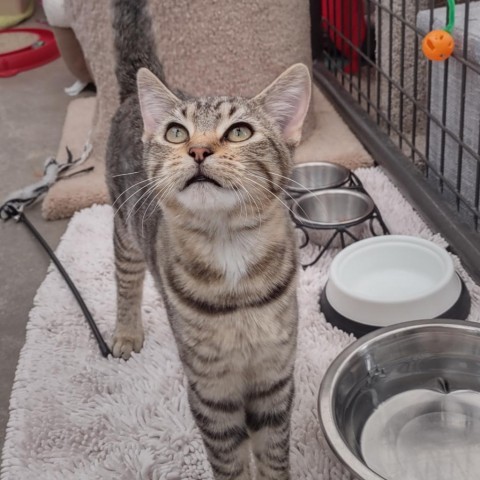 Bender, an adoptable Domestic Short Hair in Taos, NM, 87571 | Photo Image 1