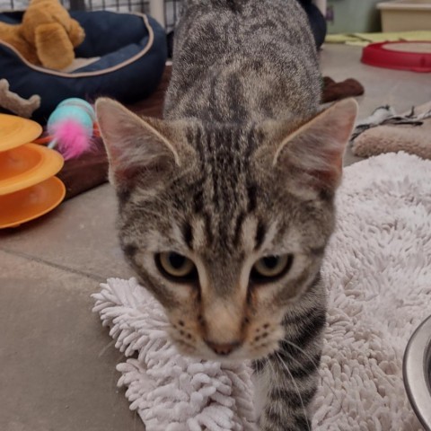 Bender, an adoptable Domestic Short Hair in Taos, NM, 87571 | Photo Image 2