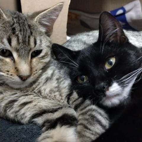 Bender, an adoptable Domestic Short Hair in Taos, NM, 87571 | Photo Image 3