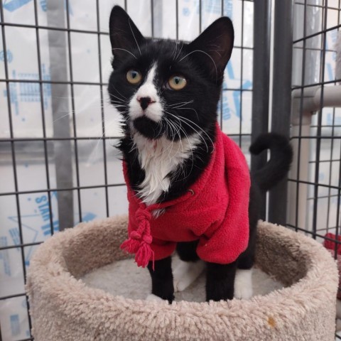 Fry, an adoptable Domestic Short Hair in Taos, NM, 87571 | Photo Image 1