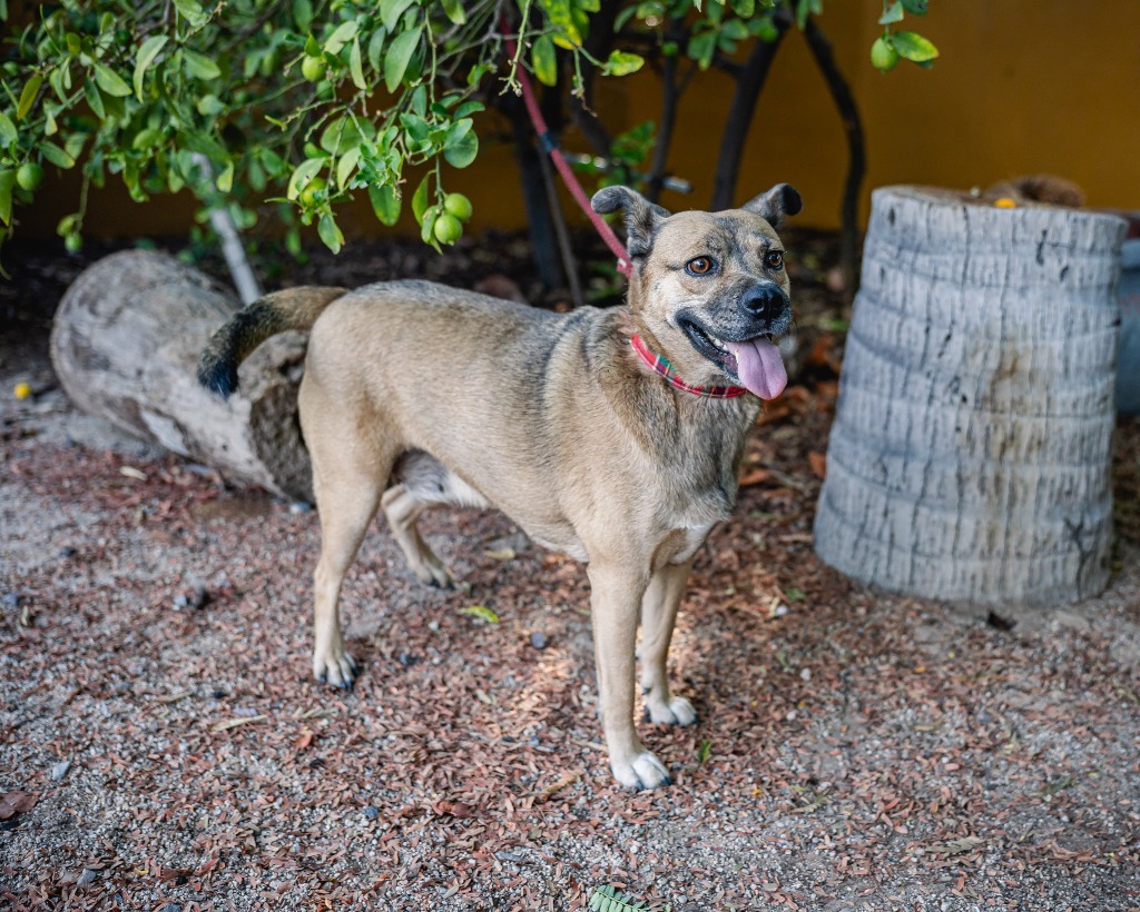 Gigi, an adoptable Black Mouth Cur, American Staffordshire Terrier in Anacortes, WA, 98221 | Photo Image 1