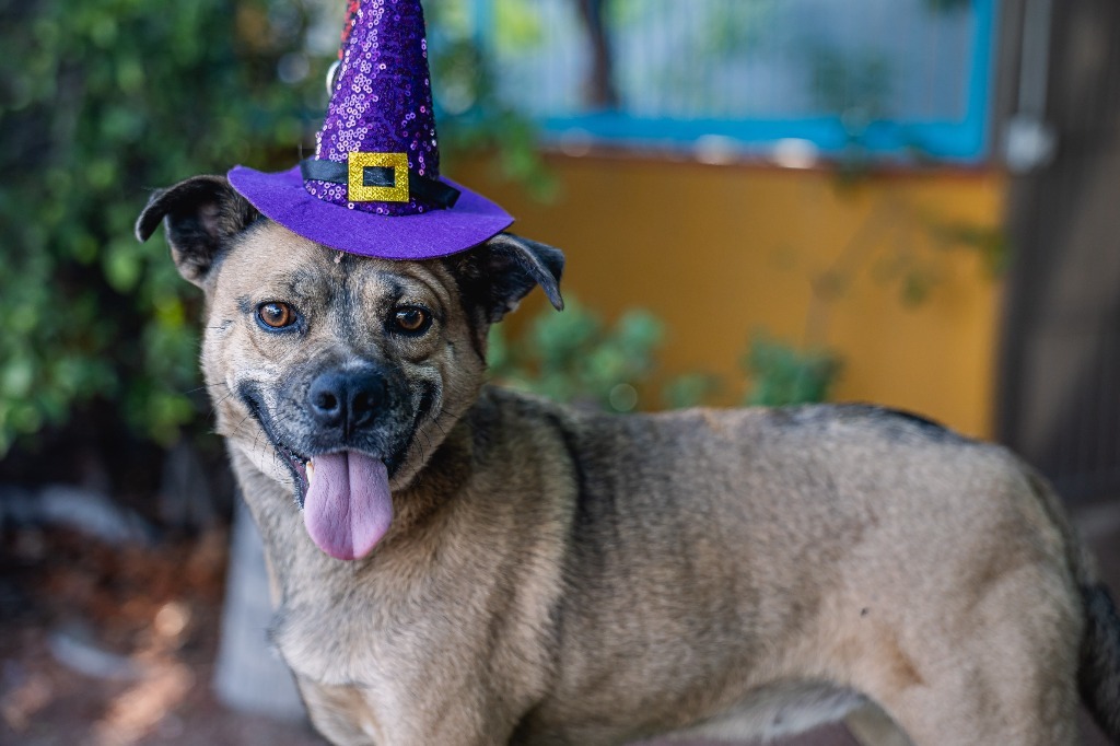 Gigi, an adoptable Black Mouth Cur, American Staffordshire Terrier in Anacortes, WA, 98221 | Photo Image 2