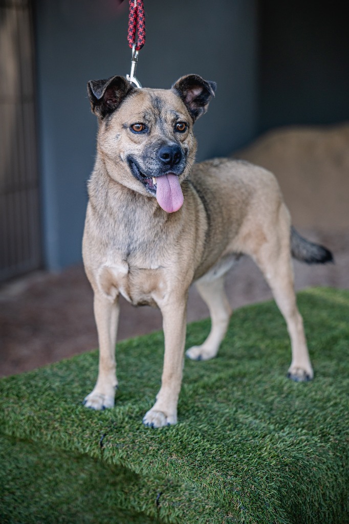 Gigi, an adoptable Black Mouth Cur, American Staffordshire Terrier in Anacortes, WA, 98221 | Photo Image 3