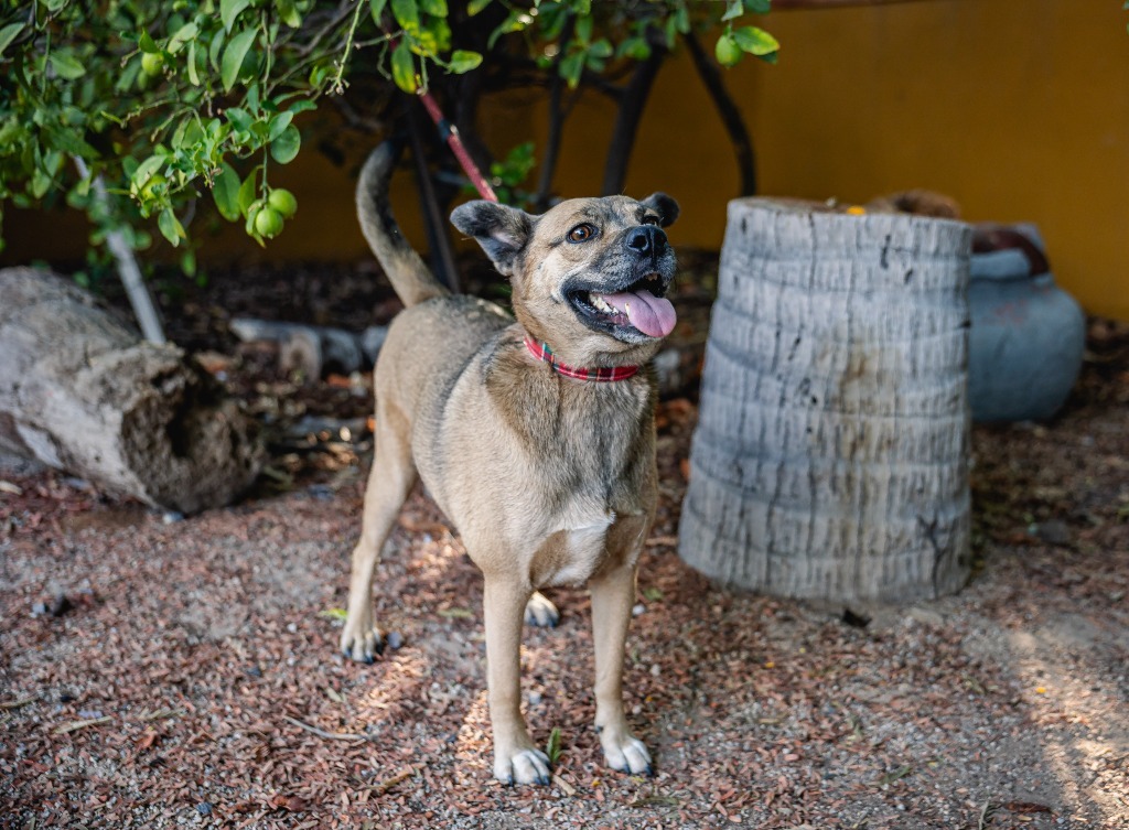 Gigi, an adoptable Black Mouth Cur, American Staffordshire Terrier in Anacortes, WA, 98221 | Photo Image 4