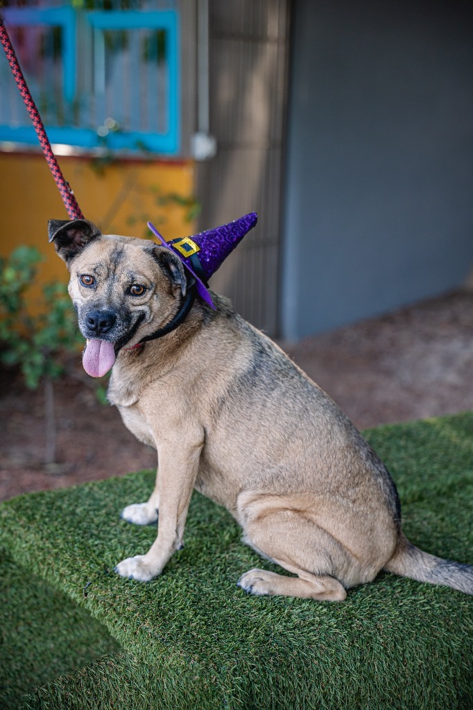 Gigi, an adoptable Black Mouth Cur, American Staffordshire Terrier in Anacortes, WA, 98221 | Photo Image 5