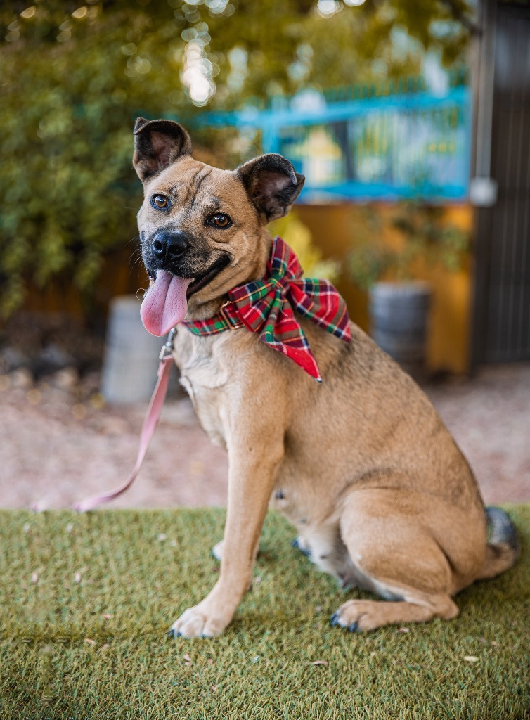 Gigi, an adoptable Black Mouth Cur, American Staffordshire Terrier in Anacortes, WA, 98221 | Photo Image 6