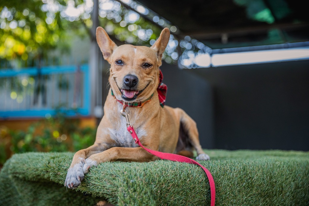 Dolly, an adoptable Rat Terrier, Chihuahua in Anacortes, WA, 98221 | Photo Image 1
