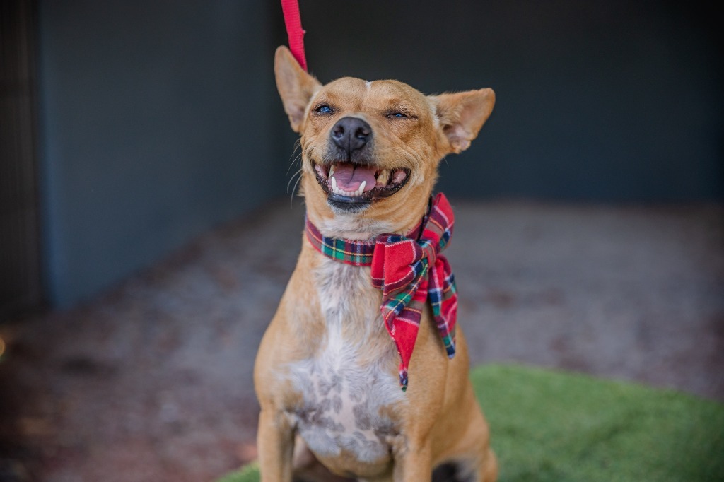 Dolly, an adoptable Rat Terrier, Chihuahua in Anacortes, WA, 98221 | Photo Image 2