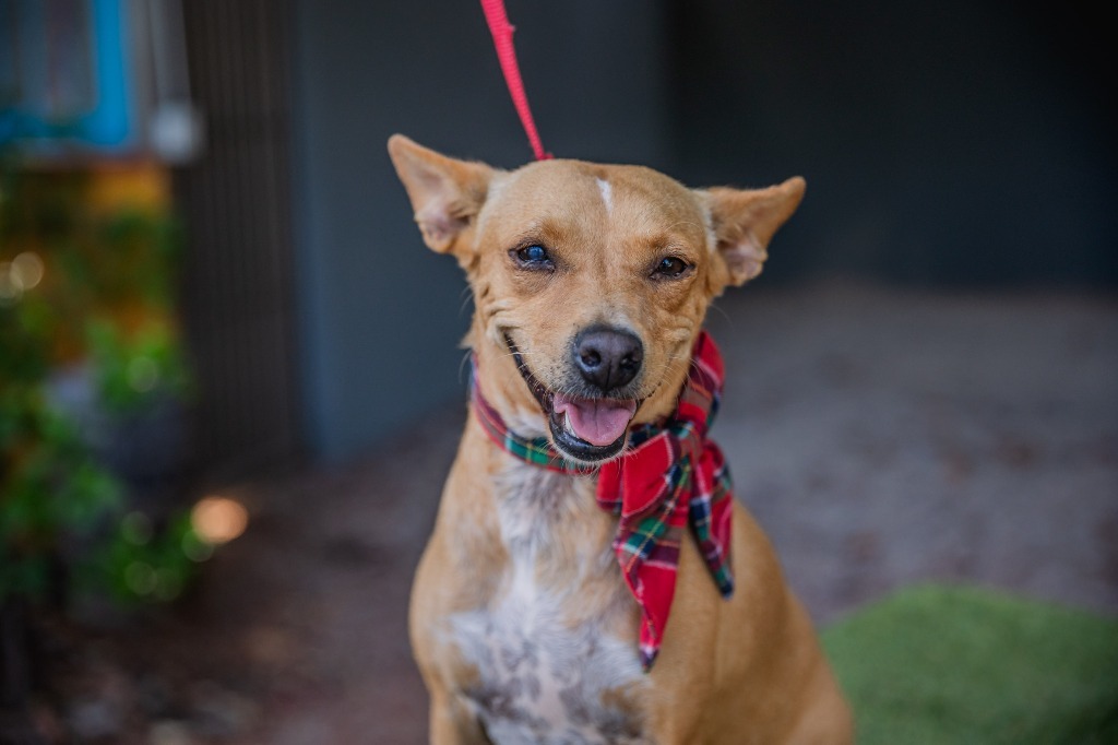 Dolly, an adoptable Rat Terrier, Chihuahua in Anacortes, WA, 98221 | Photo Image 3