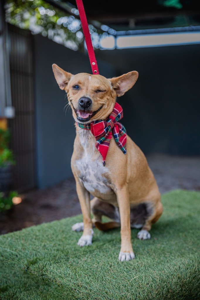 Dolly, an adoptable Rat Terrier, Chihuahua in Anacortes, WA, 98221 | Photo Image 5