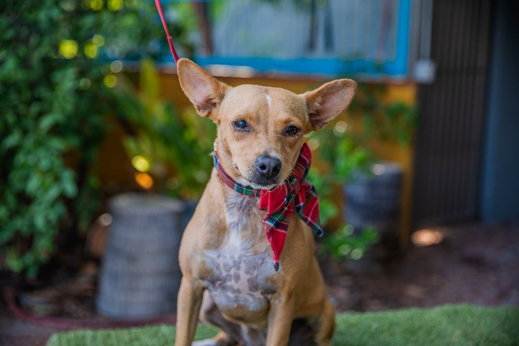 Dolly, an adoptable Rat Terrier, Chihuahua in Anacortes, WA, 98221 | Photo Image 6