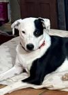 Buster photo 2