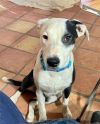 Buster photo 3