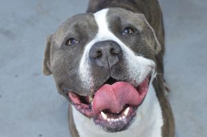A5648308 Brownie Say hello to Brownie A charming mastiffpitbull -1-year-8-month-old neutered mal