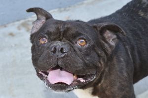 A5649336 Francisco is an adorable bulldog with all the breed traits we love Goofy playful friend