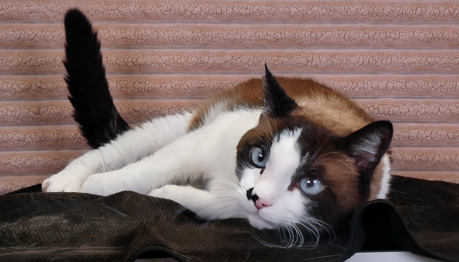 BANDIT, an adoptable Snowshoe in Pasadena, CA, 91102 | Photo Image 1