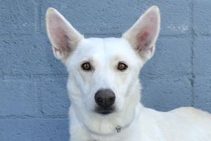 A5650805 Olive is just gorgeous so statuesque Such a sweet girl who is housebroken and very frien