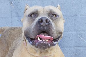 A5652586 Fiat is super friendly with a super soft sand colored coat He has cropped ears and a natu