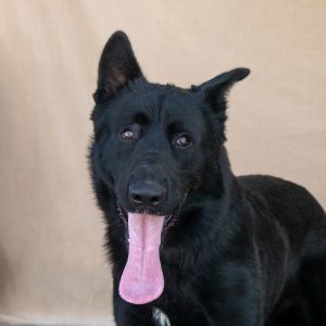 A5648918 Roman Sweet gentle Roman is looking for a loving home Come meet him 