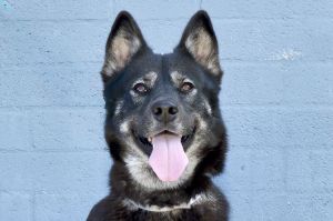 A5647942 Daisy is such a pretty girl Has the best eyebrows and socks on her 