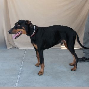 A5649870 Jacks is a tall beautiful boy Hes a great boy -7-year-old neutered male -Doberman Pin
