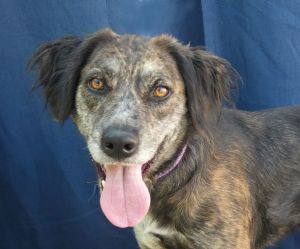 A5653255 Fifi and her adorable floppy ears is the cutest Pointer mix -2-year-old spayed female 