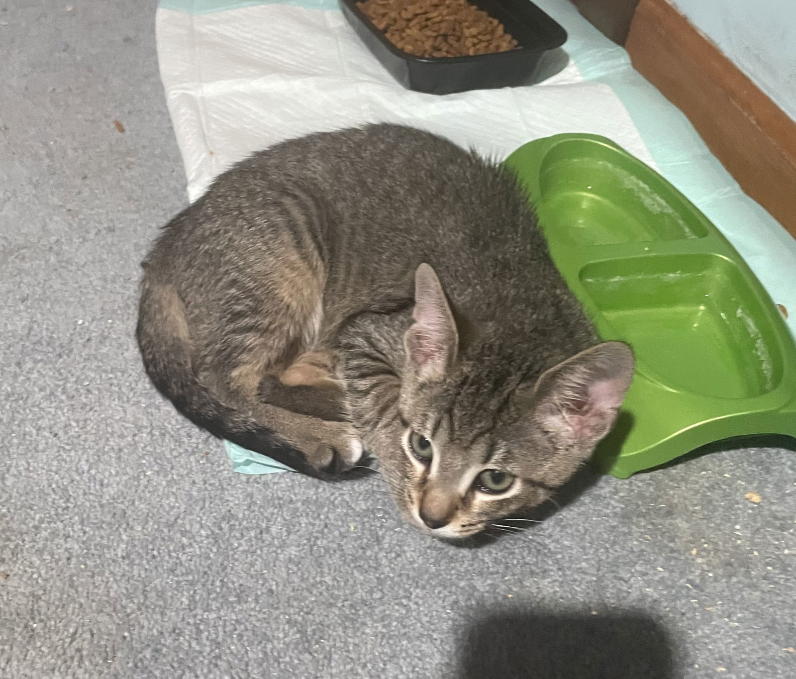 Pierre, an adoptable Tabby, Domestic Short Hair in Traverse City, MI, 49686 | Photo Image 2