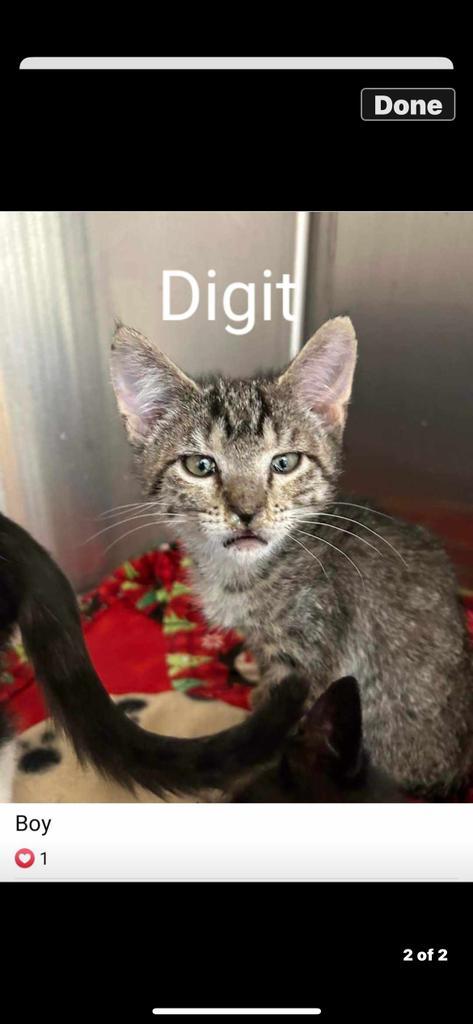 Digit, an adoptable Domestic Short Hair in Ontario, OR, 97914 | Photo Image 2