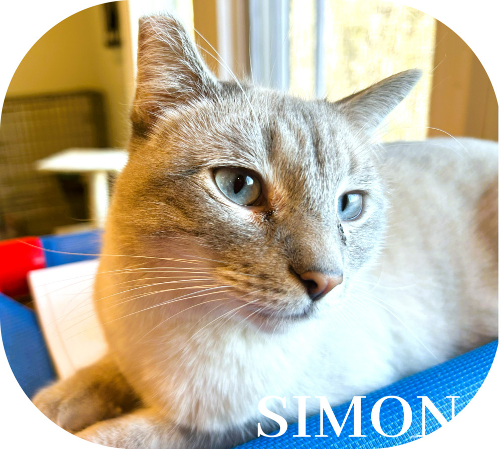 Simon