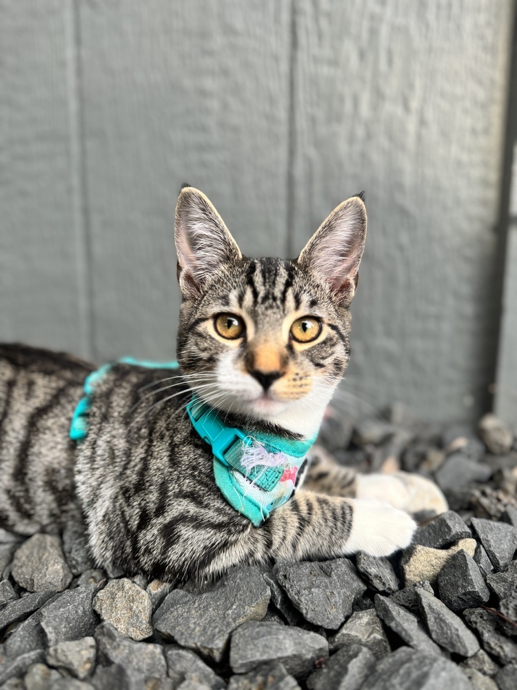 Jojo, an adoptable Domestic Short Hair in Spokane , WA, 99209 | Photo Image 1