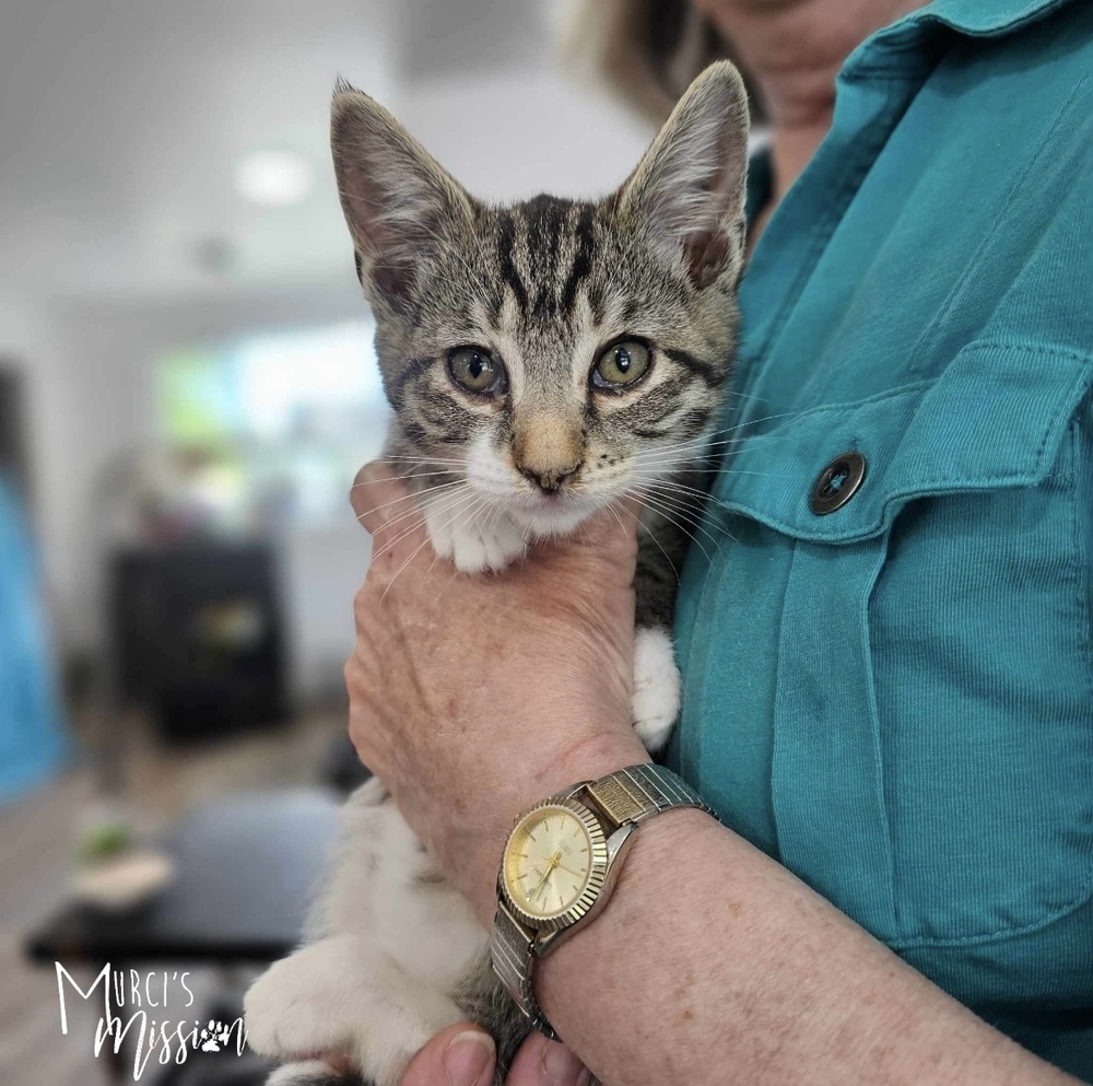 Jojo, an adoptable Domestic Short Hair in Spokane , WA, 99209 | Photo Image 3