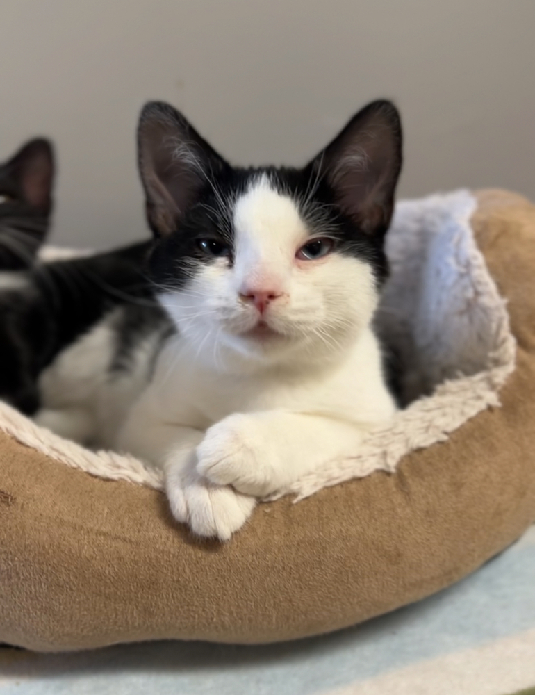 Autumn, an adoptable Domestic Short Hair in Bemidji, MN, 56601 | Photo Image 1