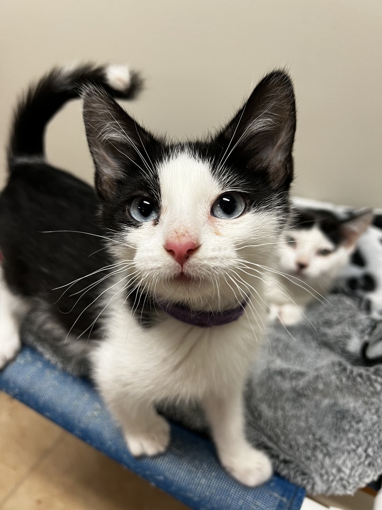 Autumn, an adoptable Domestic Short Hair in Bemidji, MN, 56601 | Photo Image 2