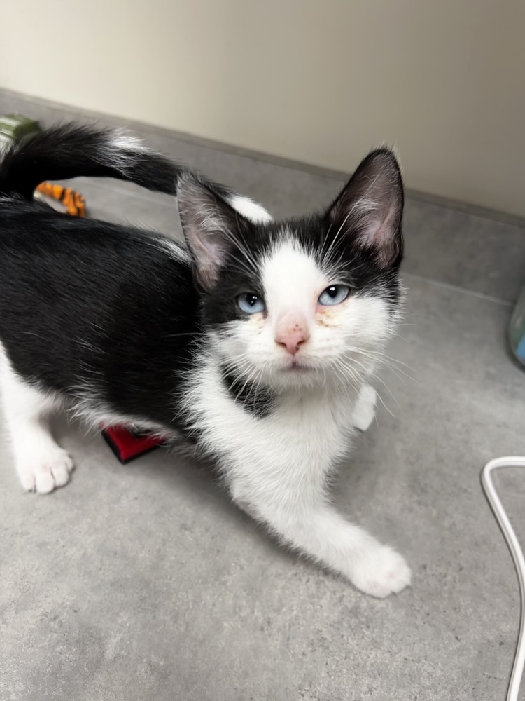 Autumn, an adoptable Domestic Short Hair in Bemidji, MN, 56601 | Photo Image 3