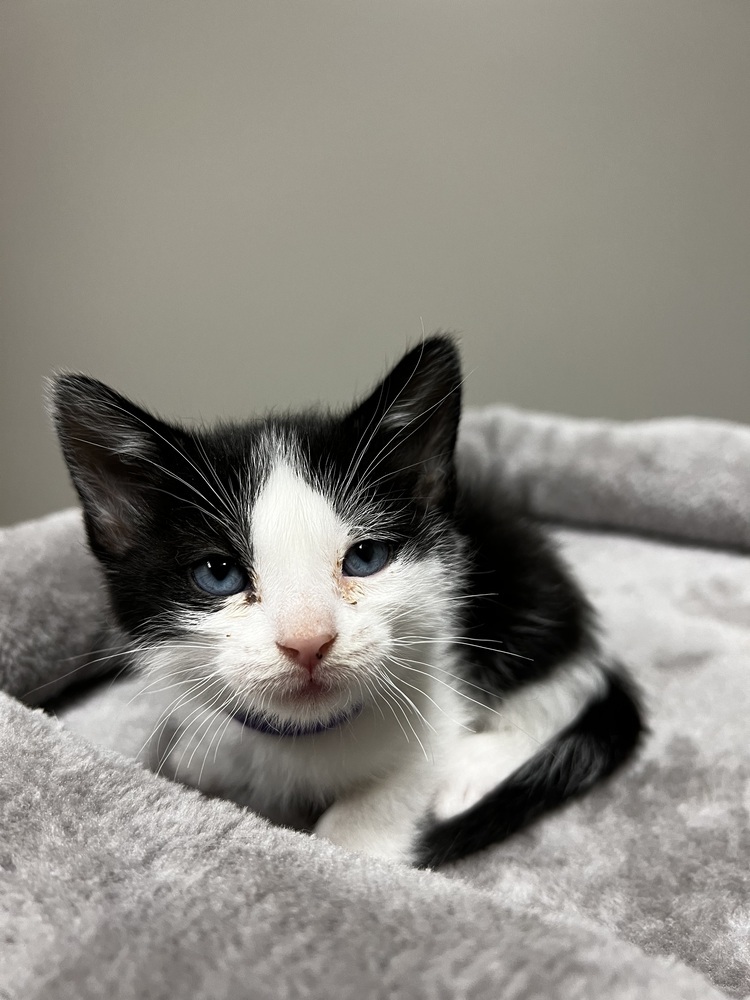 Autumn, an adoptable Domestic Short Hair in Bemidji, MN, 56601 | Photo Image 4