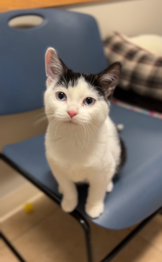 Maple, an adoptable Domestic Short Hair in Bemidji, MN, 56601 | Photo Image 1