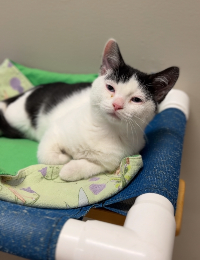 Maple, an adoptable Domestic Short Hair in Bemidji, MN, 56601 | Photo Image 2