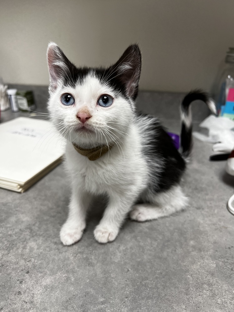 Maple, an adoptable Domestic Short Hair in Bemidji, MN, 56601 | Photo Image 4