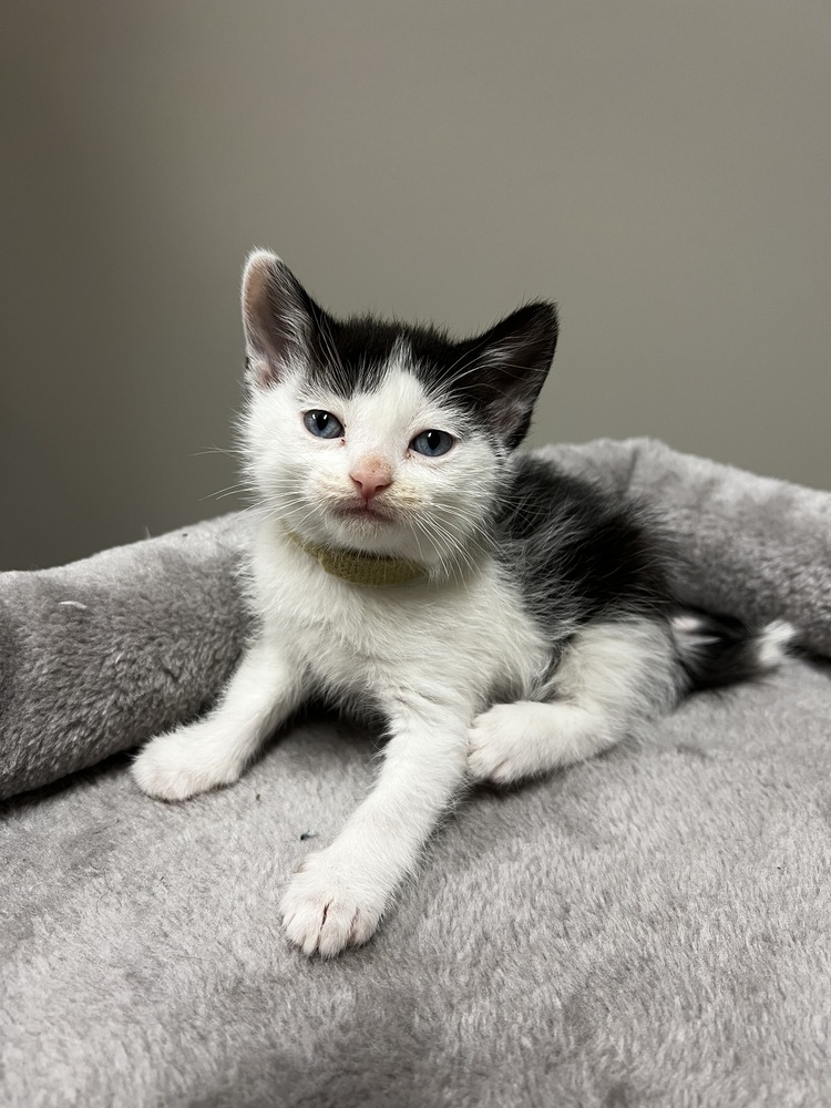 Maple, an adoptable Domestic Short Hair in Bemidji, MN, 56601 | Photo Image 5