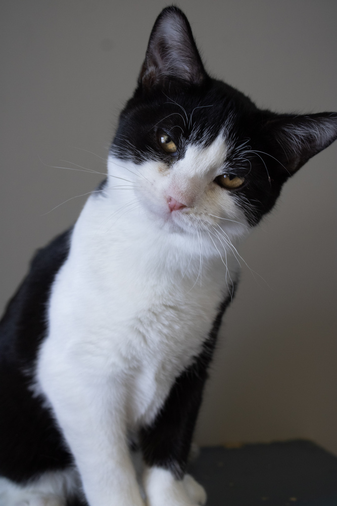 Turkey, an adoptable Domestic Short Hair in Bemidji, MN, 56601 | Photo Image 1