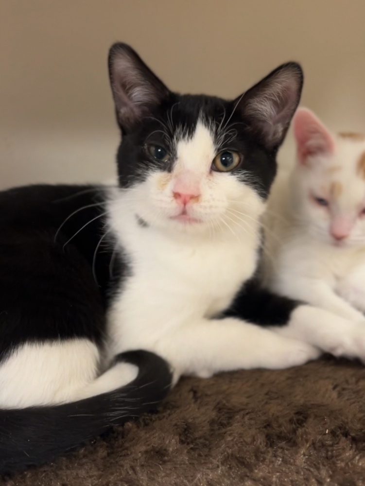 Turkey, an adoptable Domestic Short Hair in Bemidji, MN, 56601 | Photo Image 2